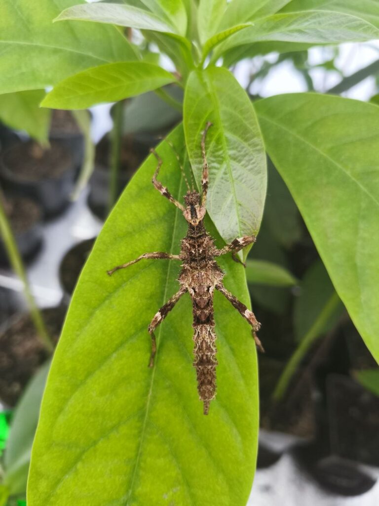 Паличник Північний Лусон (Trachyaretaon sp. North Luzon)