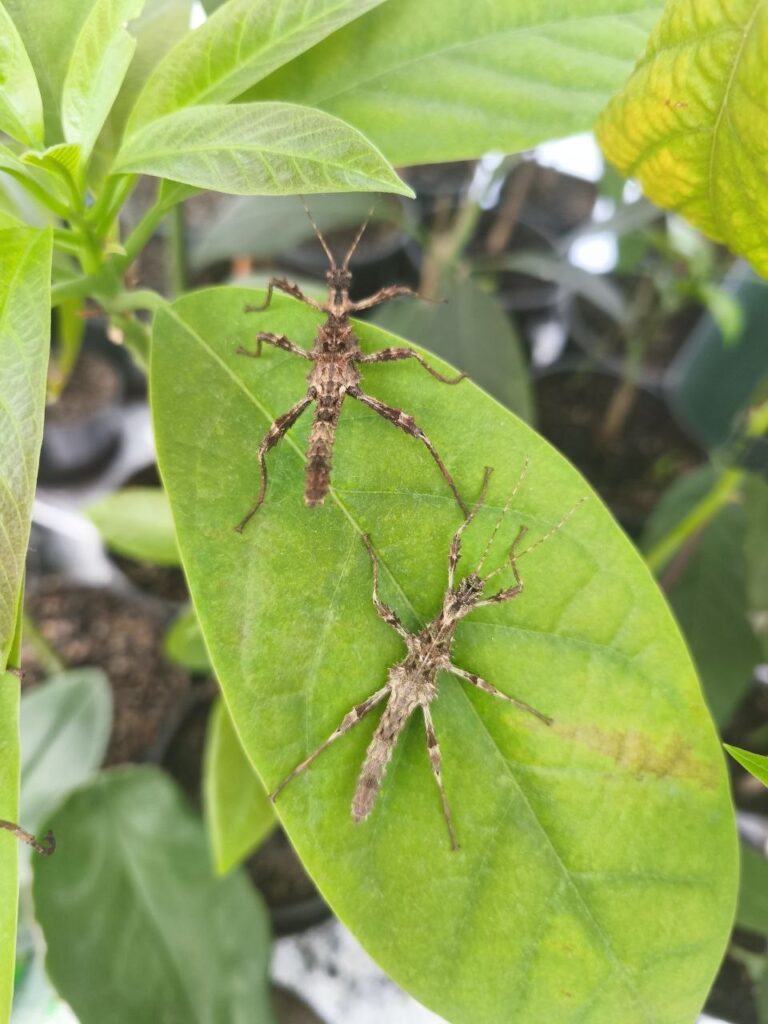 Паличник Північний Лусон (Trachyaretaon sp. North Luzon)
