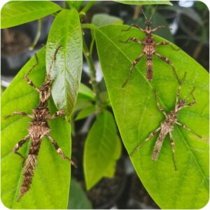 Купить Паличник Північний Лусон (Trachyaretaon sp. North Luzon)