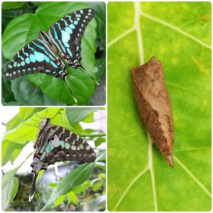 Купить Лялечка метелика Graphium antheus