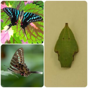 Купить Лялечка метелика Graphium colonna