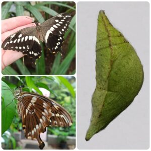 Купить Лялечка метелика Papilio constantinus
