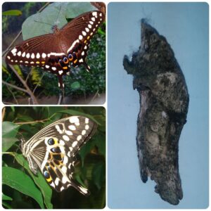 Купить Лялечка метелика Papilio lormieri
