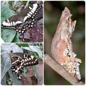 Купить Лялечка метелика Papilio ophidicephalus