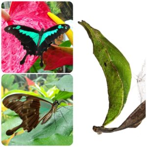 Купить Лялечка метелика Papilio phorcas