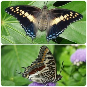 Купить Живий тропічний метелик Charaxes castor