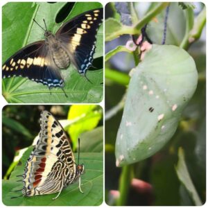 Купить Лялечка метелика Charaxes castor