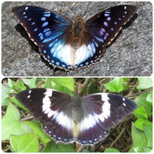 Купить Живий тропічний метелик Charaxes cithaeron