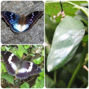 Купить Лялечка метелика Charaxes cithaeron