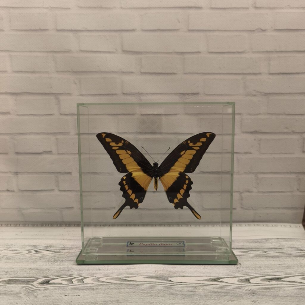 Метелик під склом Papilio thoas 150x150