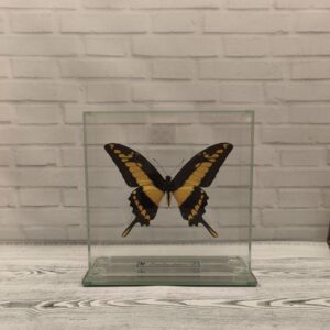 Метелик під склом Papilio thoas 150x150