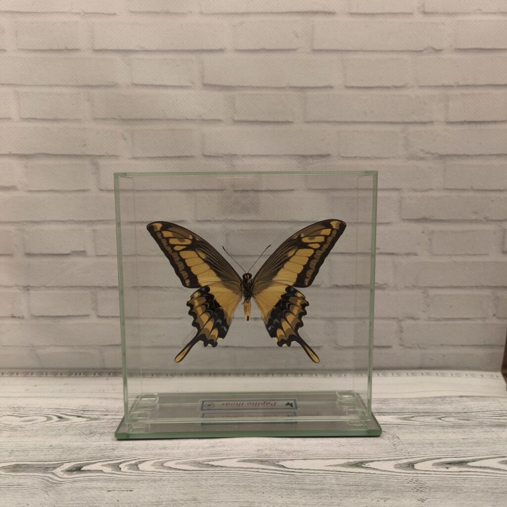 Метелик під склом Papilio thoas 150x150