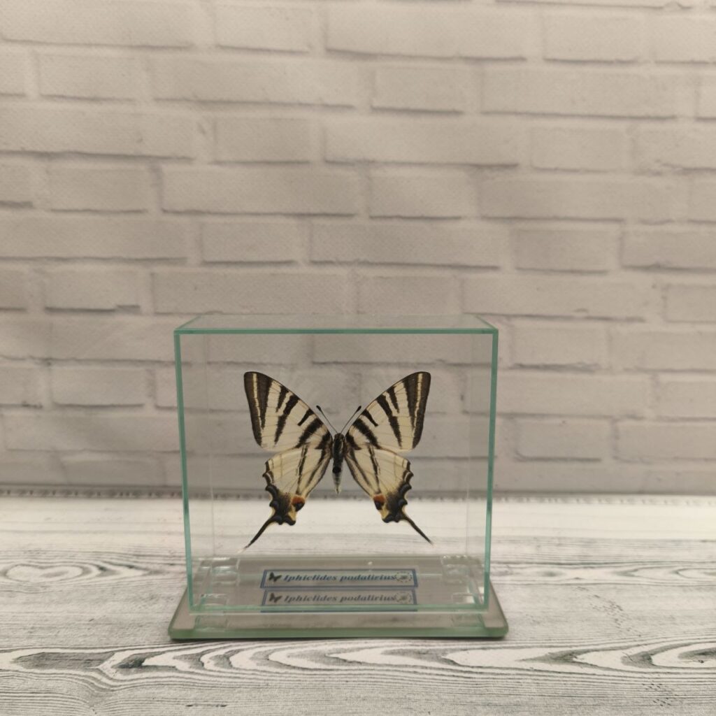 Метелик під склом Iphiclides podalirius 110x105