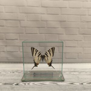 Метелик під склом Iphiclides podalirius 110x105
