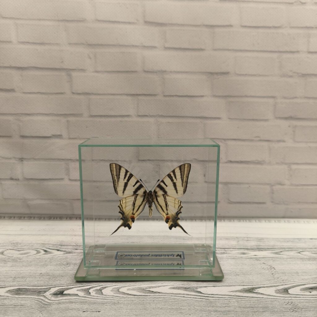 Метелик під склом Iphiclides podalirius 110x105