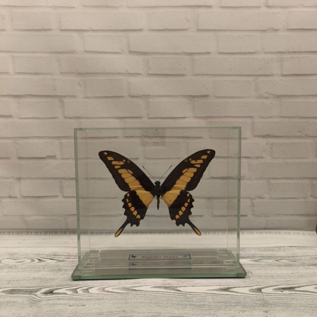 Метелик під склом Papilio thoas 150x130