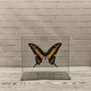 Метелик під склом Papilio thoas 150x130