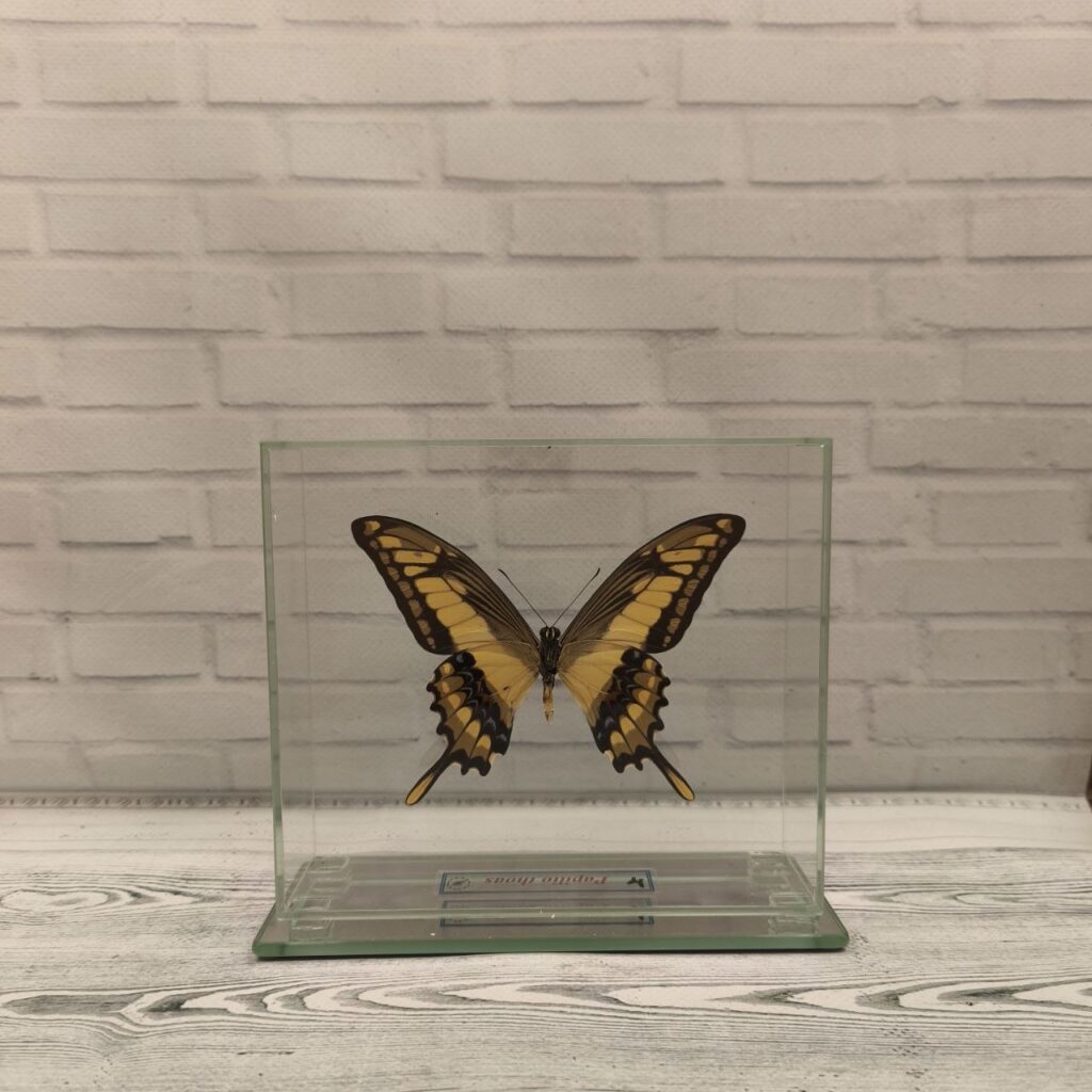 Метелик під склом Papilio thoas 150x130