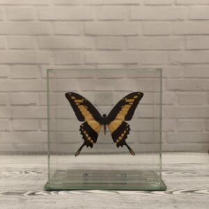 Метелик під склом Papilio thoas 150x150