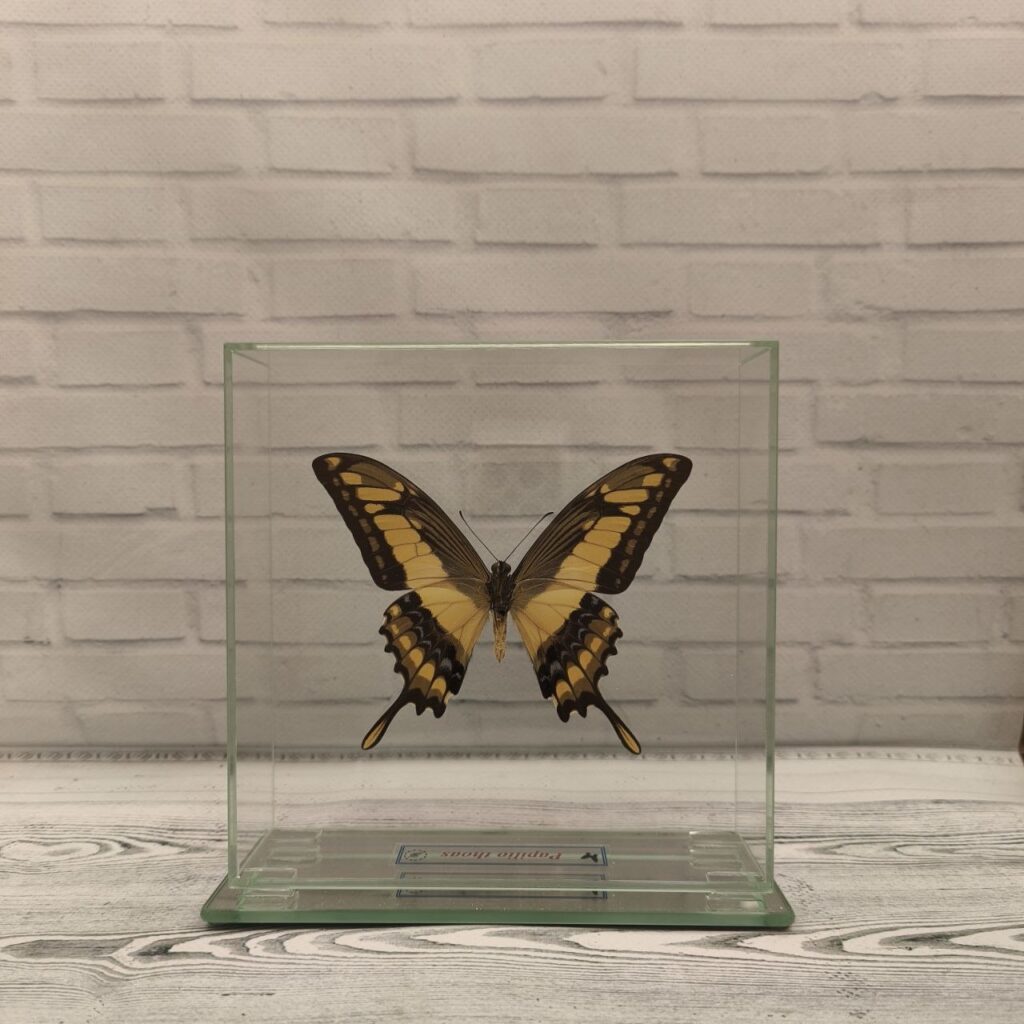 Метелик під склом Papilio thoas 150x150