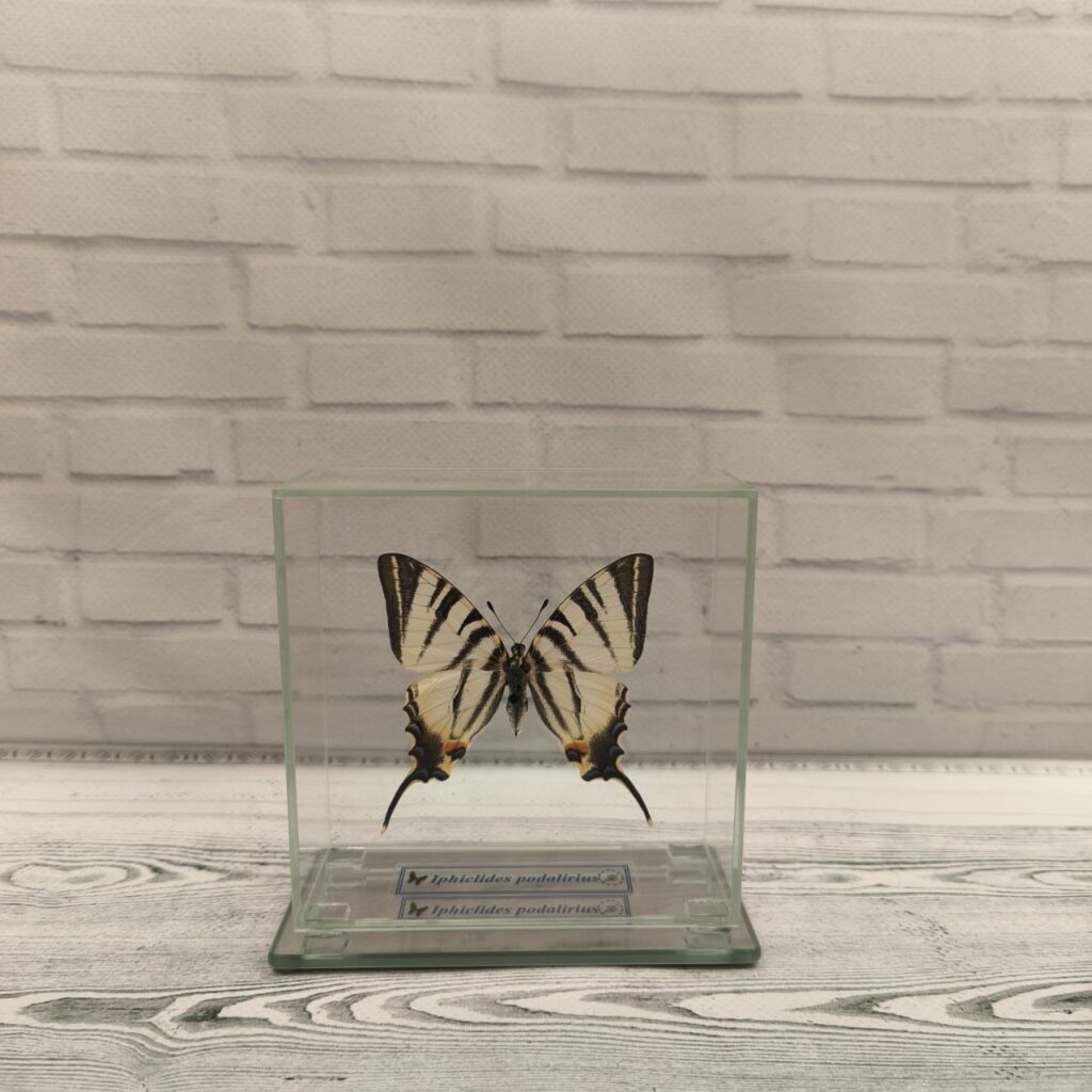 Метелик під склом Iphiclides podalirius 110x110