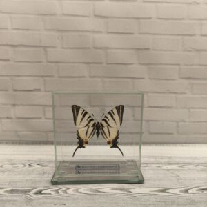 Метелик під склом Iphiclides podalirius 110x110