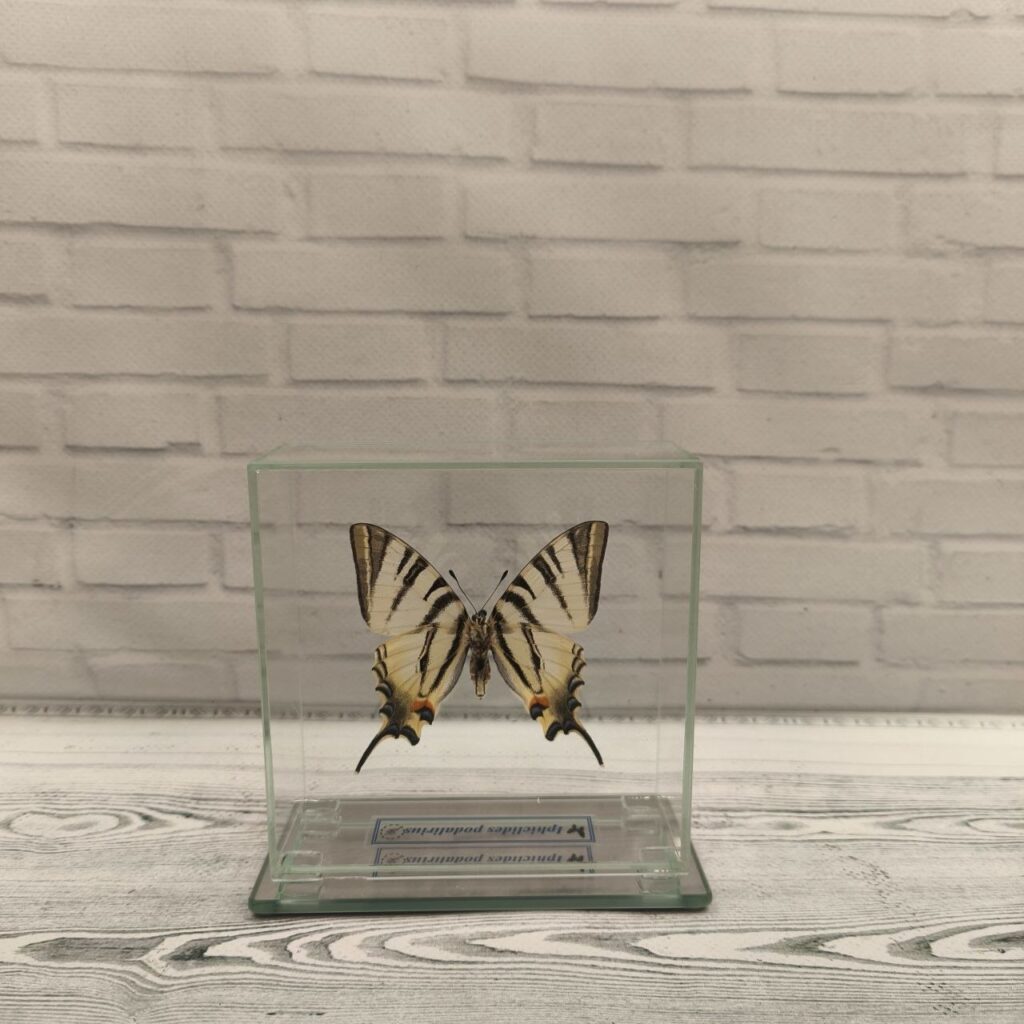 Метелик під склом Iphiclides podalirius 110x110