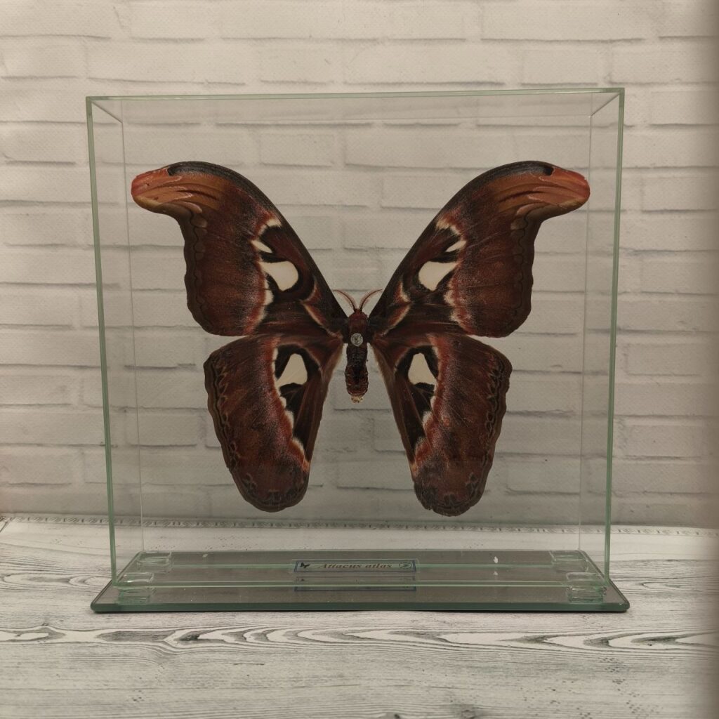 Метелик під склом Attacus atlas 240x230