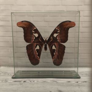 Метелик під склом Attacus atlas 240x230