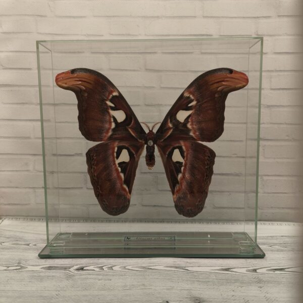 Метелик під склом Attacus atlas 240x230