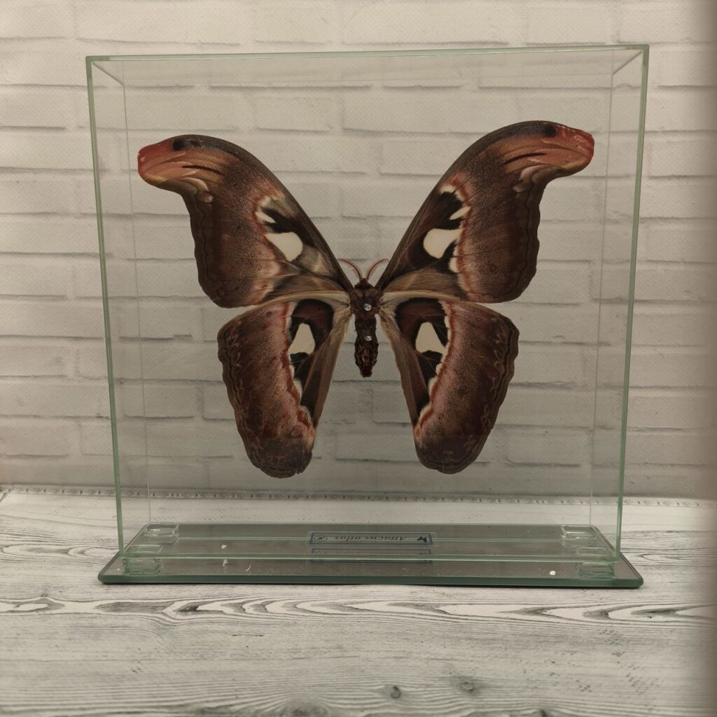 Метелик під склом Attacus atlas 240x230
