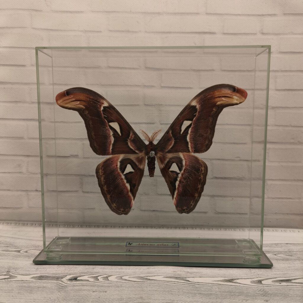 Метелик під склом Attacus atlas 240x220