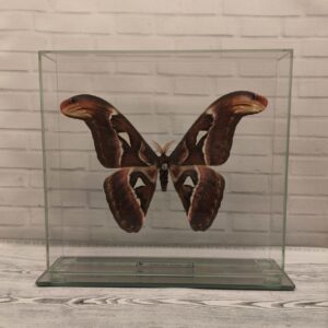 Метелик під склом Attacus atlas 240x220