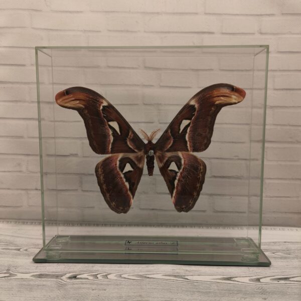 Метелик під склом Attacus atlas 240x220