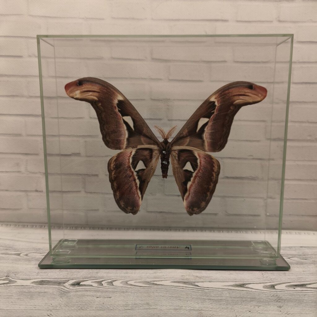 Метелик під склом Attacus atlas 240x220