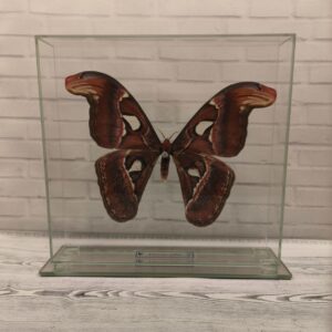 Метелик під склом Attacus atlas 230x220