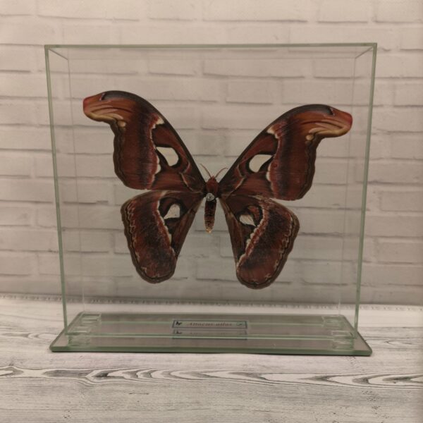 Метелик під склом Attacus atlas 230x220