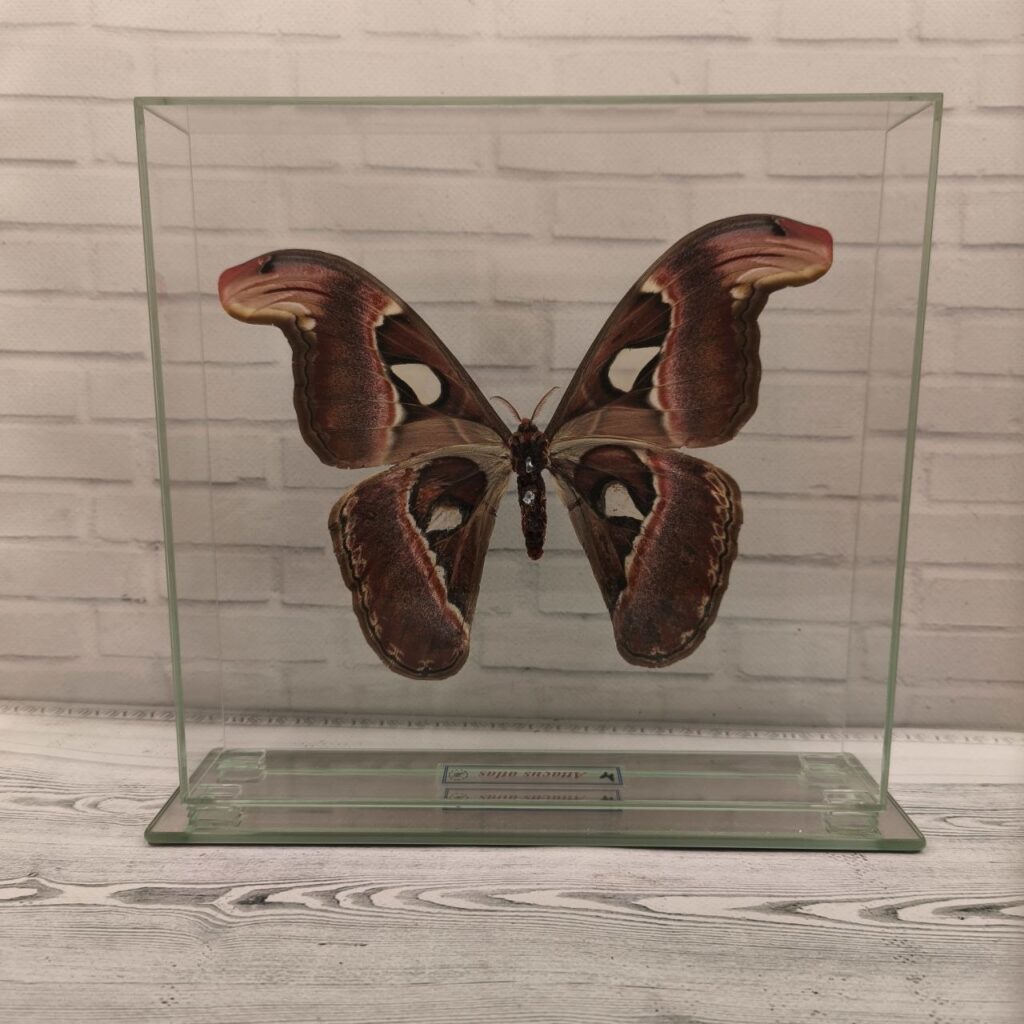 Метелик під склом Attacus atlas 230x220