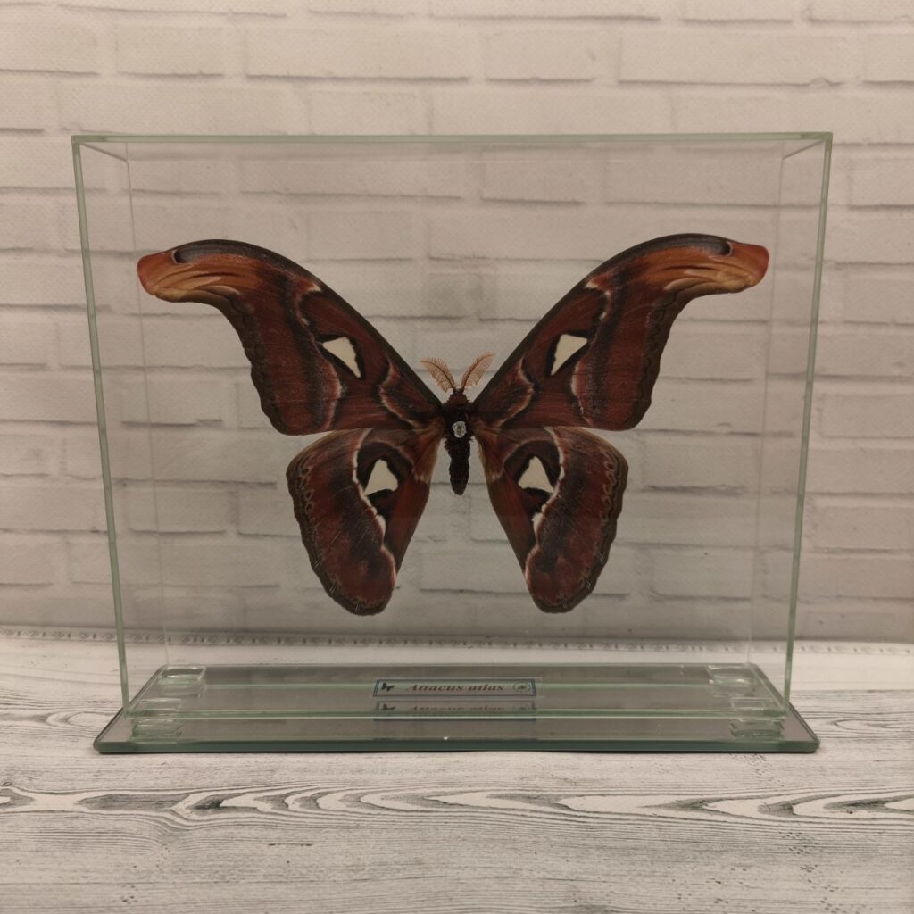 Метелик під склом Attacus atlas 240x200