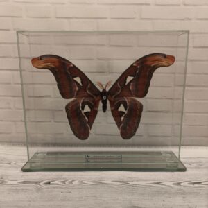 Метелик під склом Attacus atlas 240x200