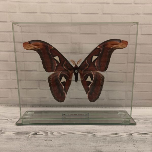 Метелик під склом Attacus atlas 240x200
