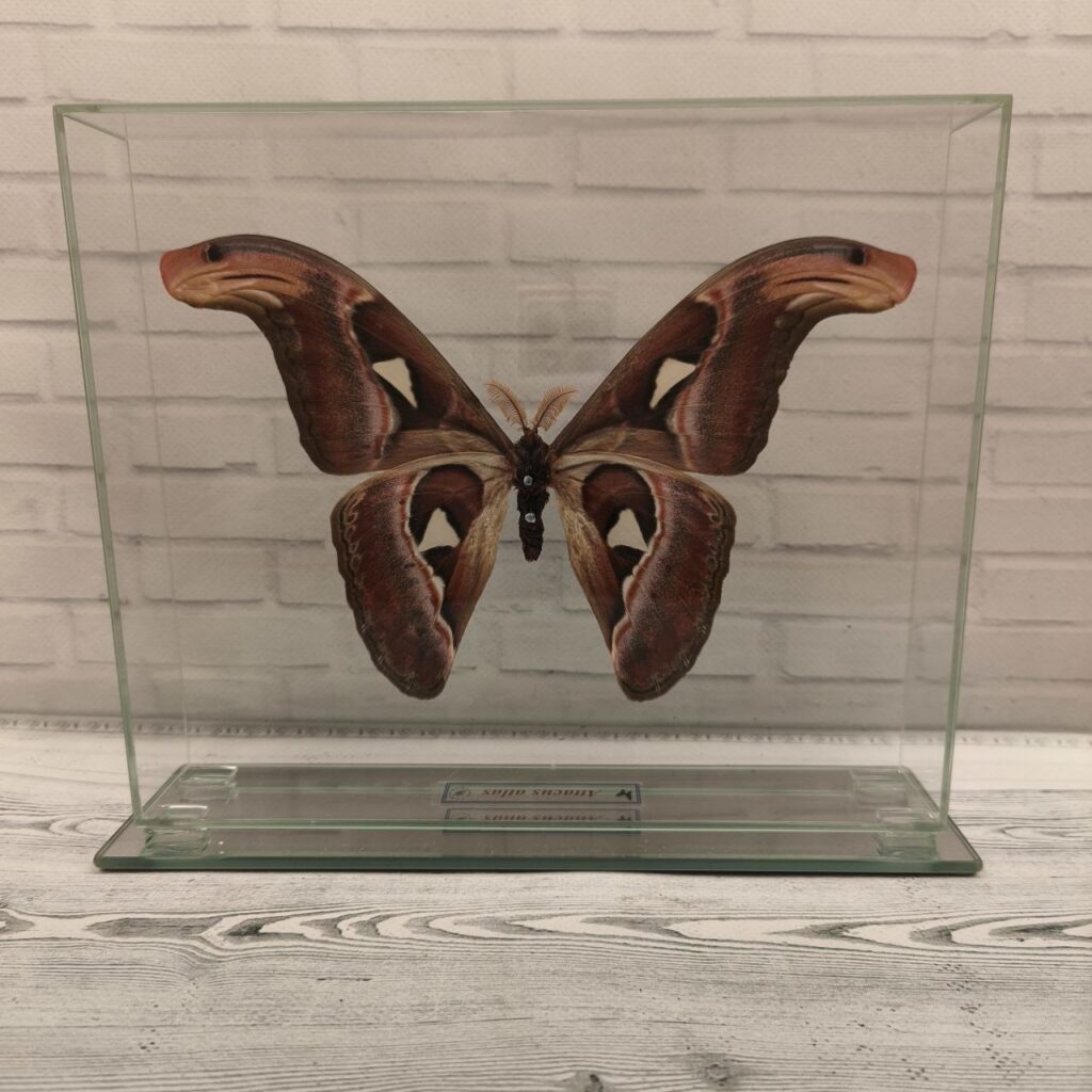 Метелик під склом Attacus atlas 240x200