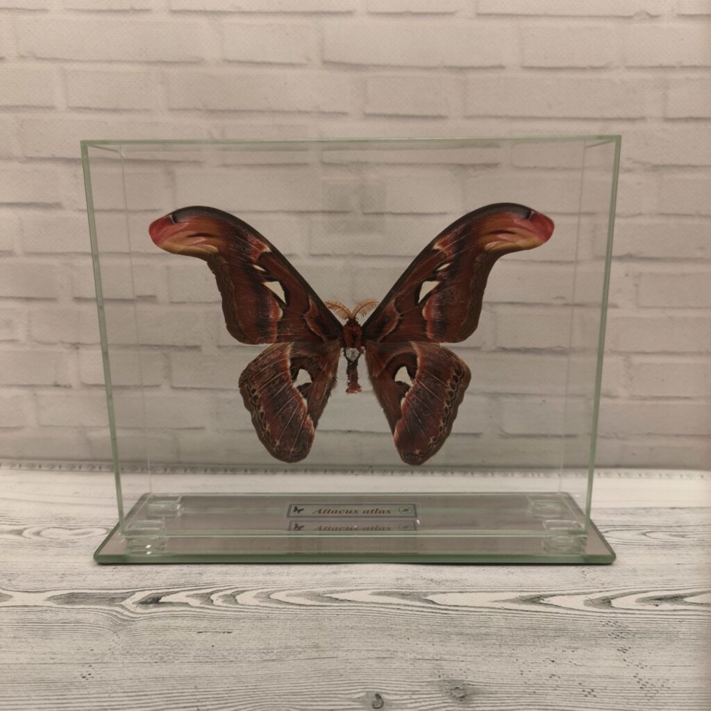 Метелик під склом Attacus atlas 210x170