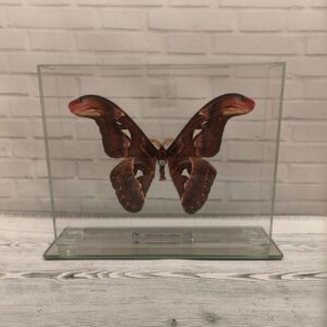 Метелик під склом Attacus atlas 210x170