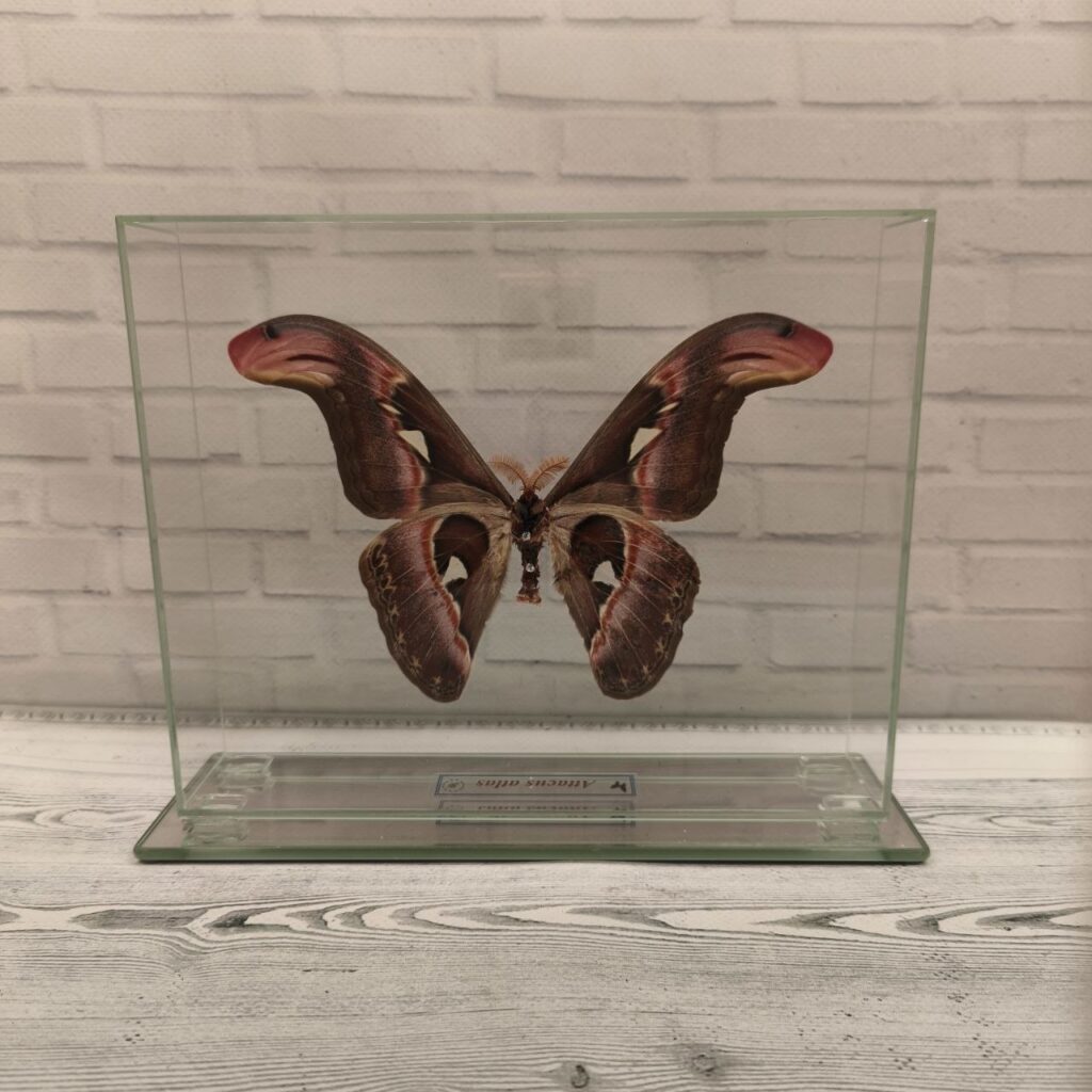 Метелик під склом Attacus atlas 210x170