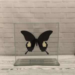 Метелик під склом Papilio iswara 170x160