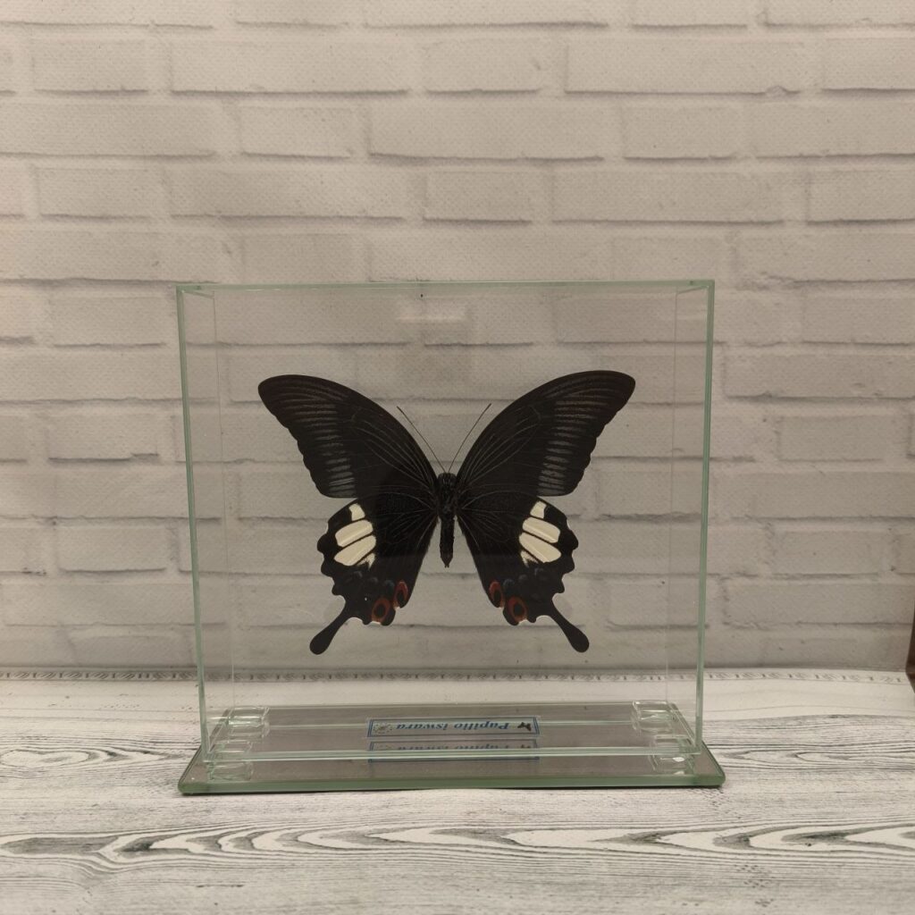 Метелик під склом Papilio iswara 170x160