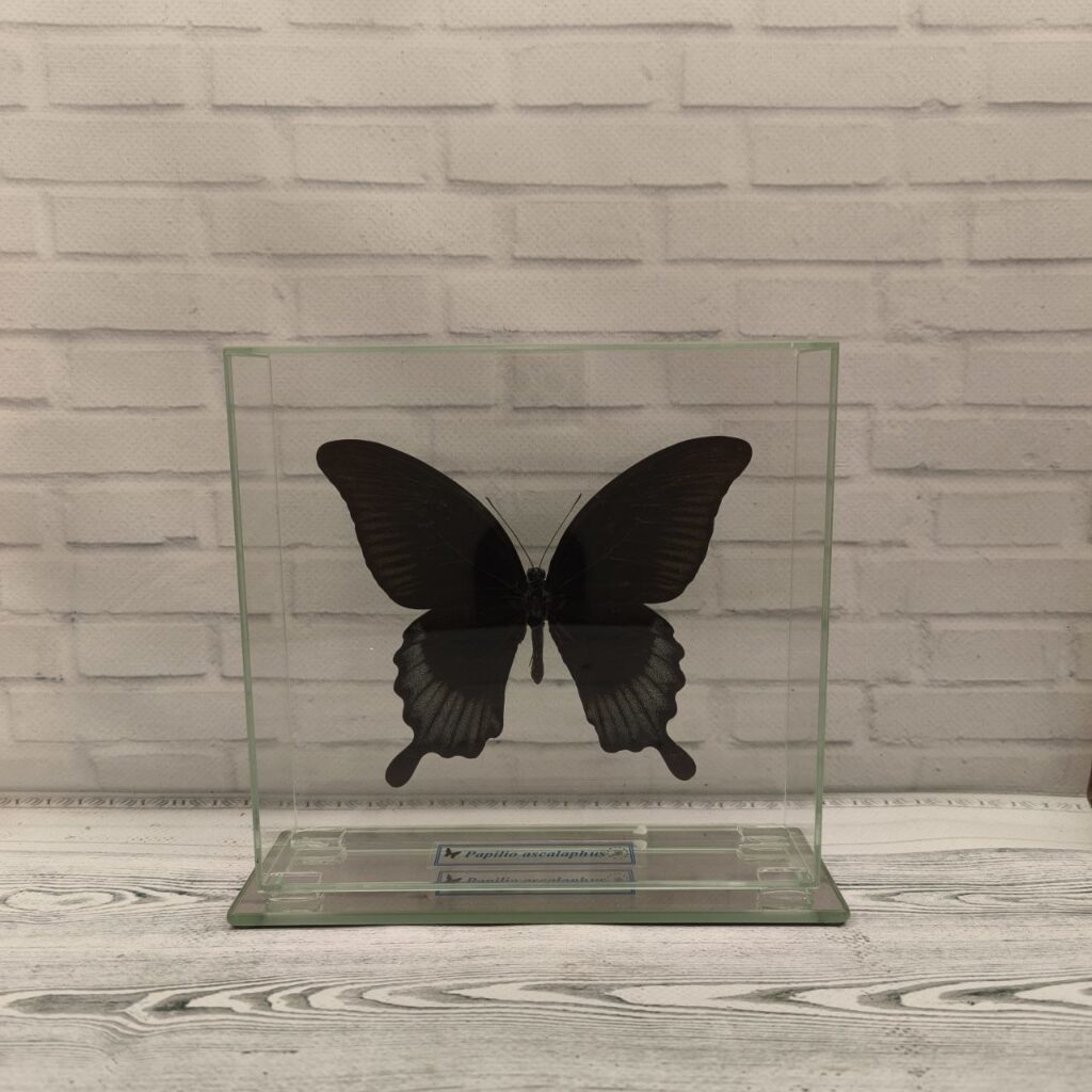 Метелик під склом Papilio ascalaphus 165x155