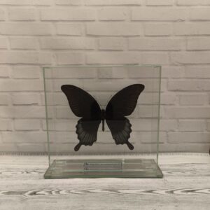 Метелик під склом Papilio ascalaphus 165x155