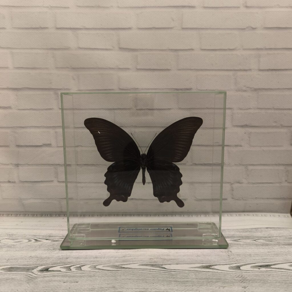 Метелик під склом Papilio ascalaphus 165x155